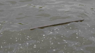 Fırtınadan sonra gölüzerinde yüzen board, sağanak sonrası sel sahili.
