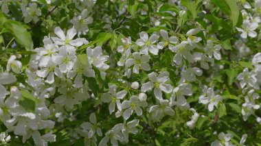 İlkbaharda elma ağaçları nın çiçek açmasıyla bahçe.