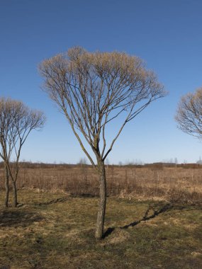 Gökyüzüne karşı bahar huş ağacı açan
