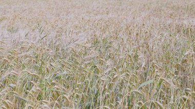 Yazın sonunda tamamen olgunlaşmış buğday tarlaları
