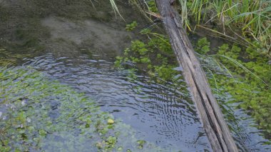 Dalgalar, sprey ve köpük, Altai dağlarında Katun nehri. Sibirya, Rusya