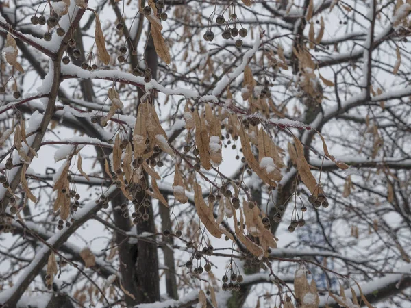 Foresta invernale durante una nevicata sfondo naturale — Foto Stock