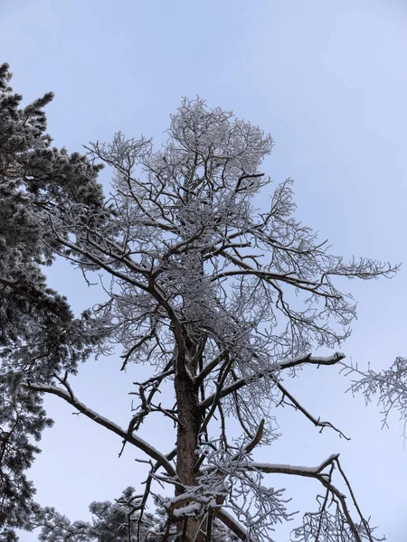 降雪の自然の背景の間の冬の森 — ストック写真