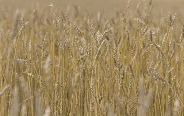 Grão amarelo pronto para a colheita crescendo em um campo de fazenda — Fotografia de Stock