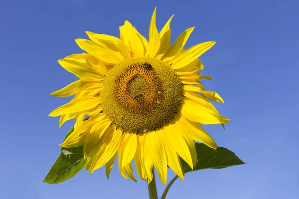 Fält av blommande solrosor mot den blå himlen — Stockfoto