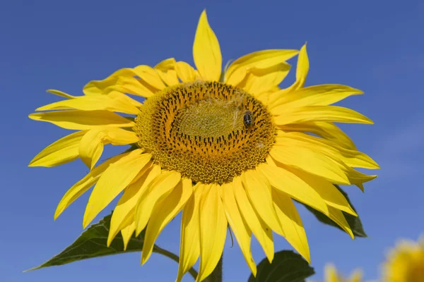 Fält av blommande solrosor mot den blå himlen — Stockfoto