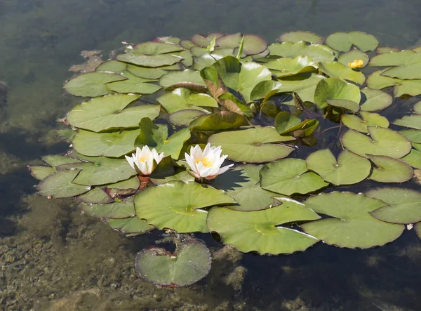 湖の上に緑の葉と水の中の白いユリの花 — ストック写真