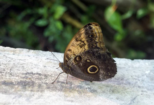 Бабочка махаона, семейство Papilionidae, сидящее на ветке дерева — стоковое фото