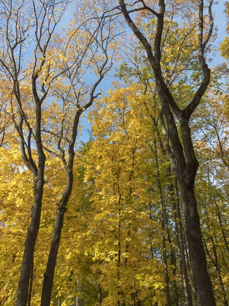 Fond coloré et lumineux fait de feuilles d'automne tombées. — Photo