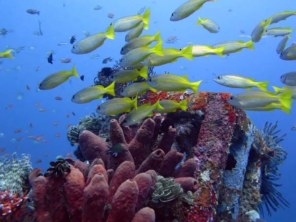 성숙한 산호초 해양 생물과 물고기, 발리와 함께 살아 — 스톡 사진
