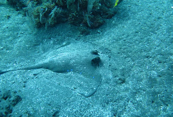 Raio azul avistado nadando entre recifes de coral no fundo do oceano, Bali — Fotografia de Stock