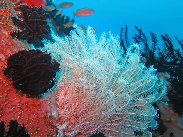 Thriving coral reef alive with marine life and shoals of fish, Bali — Stock Photo, Image