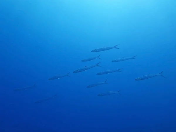 水下蓝海背景的鱼派 — 图库照片