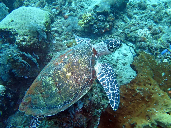 Hawksbill tartaruga marinha corrente na ilha recife de coral, Bali — Fotografia de Stock