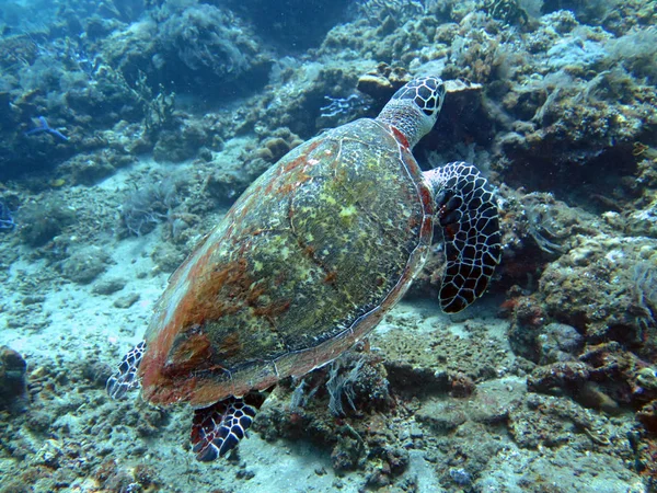 Hawksbill tartaruga marinha corrente na ilha recife de coral, Bali — Fotografia de Stock