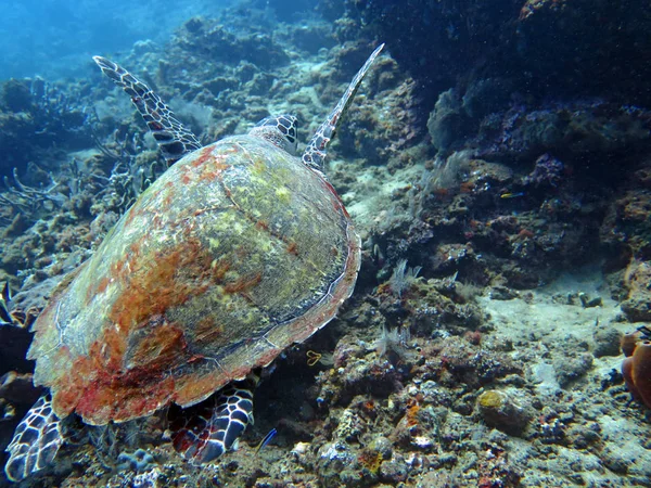 Hawksbill tartaruga marinha corrente na ilha recife de coral, Bali — Fotografia de Stock