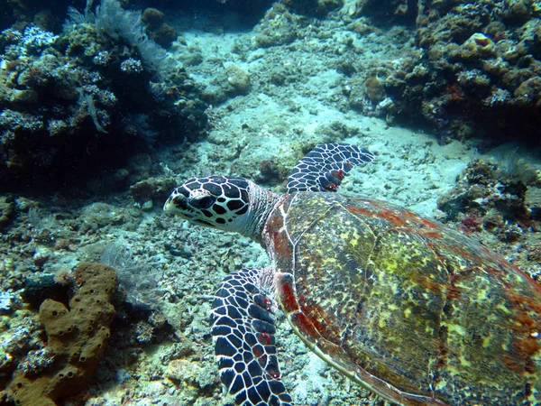 Hawksbill tartaruga marinha corrente na ilha recife de coral, Bali — Fotografia de Stock