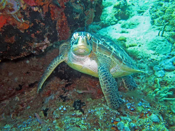 Hawksbill tartaruga marinha corrente na ilha recife de coral, Bali — Fotografia de Stock