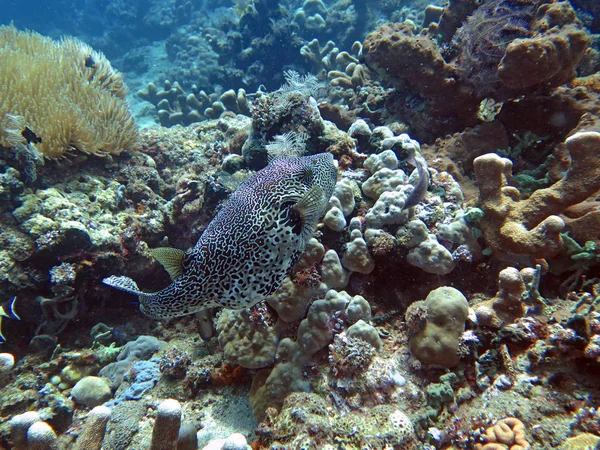 Bloeiende koraal rif leven met zeeleven en vis, Bali — Stockfoto