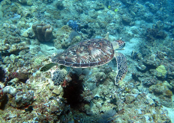 Hawksbill sea turtle current on coral reef island, Bali — Stock Photo, Image