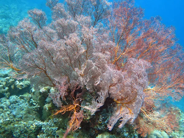 Bloeiende koraal rif leven met zeeleven en ondiepten van vissen, Bali — Stockfoto