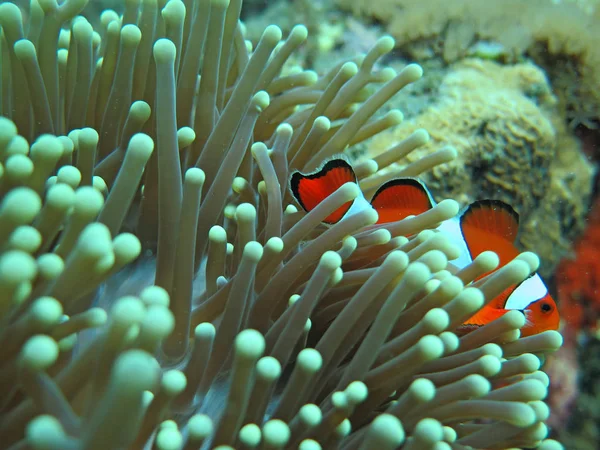 Orange nemo clown fish in the beautiful vivid green anemone — Stock Photo, Image