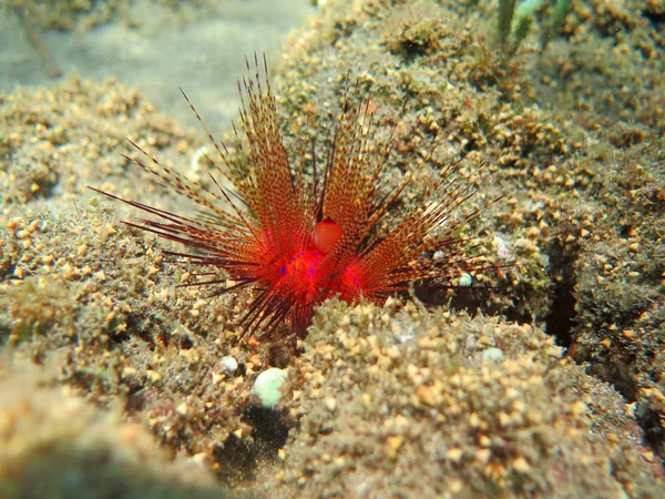 Bloeiende koraal rif leven met zeeleven en ondiepten van vissen, Bali — Stockfoto