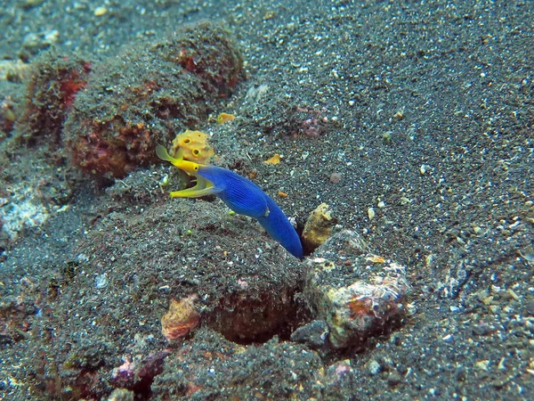 Blomstrande korallrev med marint liv och fisk, Bali — Stockfoto