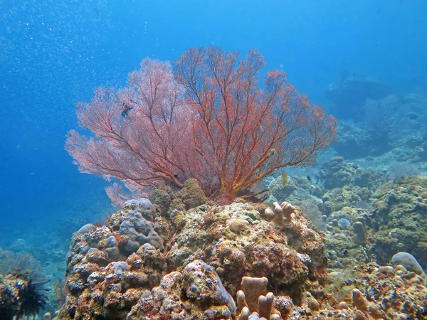 Thriving coral reef alive with marine life and shoals of fish, Bali — Stock Photo, Image