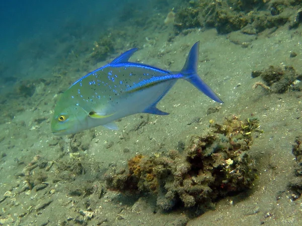 盛んなサンゴ礁海洋生物や魚、バリ島で生きています。 — ストック写真