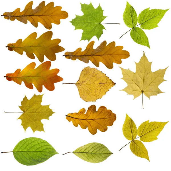 Fondo colorido y brillante hecho de hojas de otoño caídas. — Foto de Stock