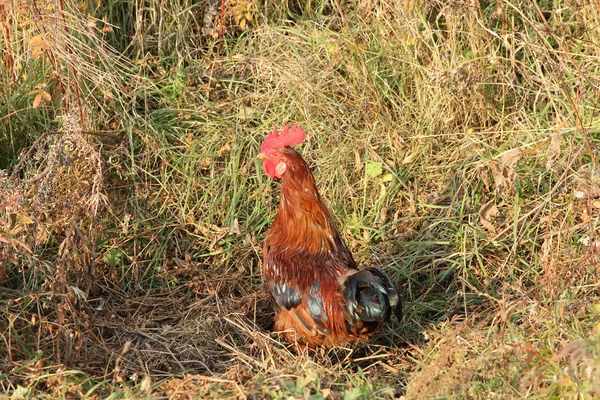 Hermoso gallo en hierba verde con una cresta roja . — Foto de Stock