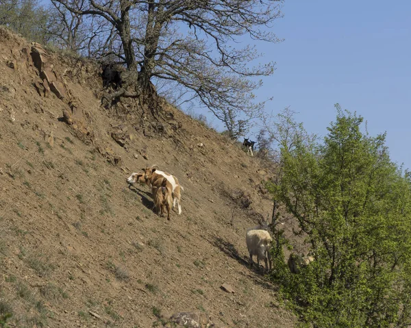 Dağ keçileri sürüsü çalıların yamaçlarında — Stok fotoğraf