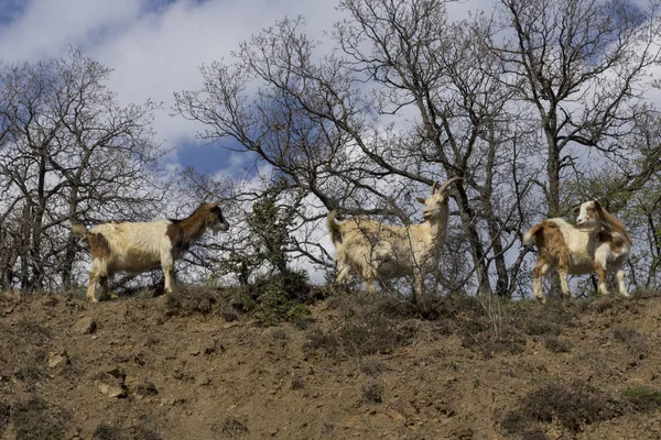 Flocken av bergsgetter på sluttningarna i buskarna — Stockfoto