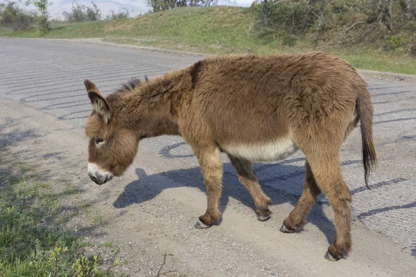 Brun åsna löper längs den asfalterade vägen — Stockfoto