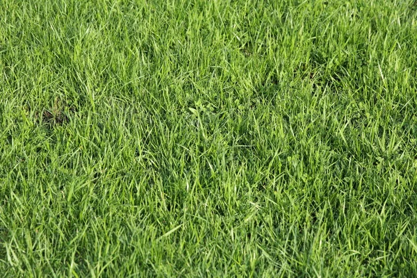 Grama verde exuberante no campo de futebol — Fotografia de Stock