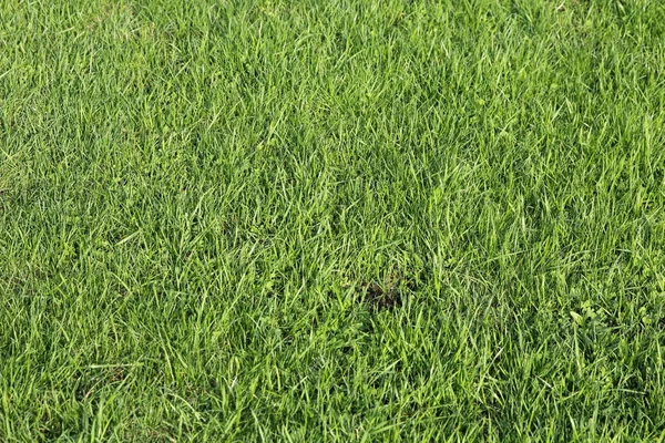 Grama verde exuberante no campo de futebol — Fotografia de Stock