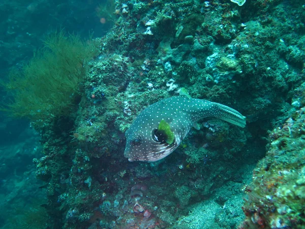 Thriving coral reef alive with marine life and fish, Bali — Stock Photo, Image