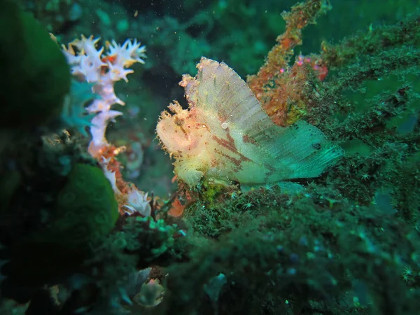 Arrecife de coral floreciente vivo con vida marina y peces, Bali — Foto de Stock