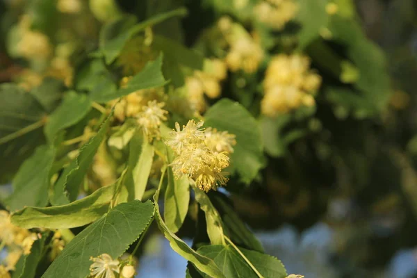 Linden tree in bloom, against a green leave — Stock Photo, Image