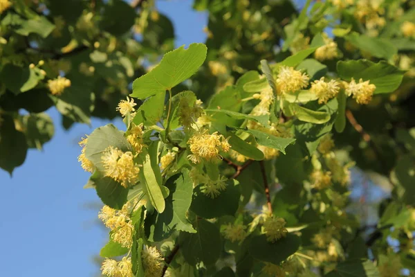 Lindeboom in bloei, tegen een groen verlof — Stockfoto