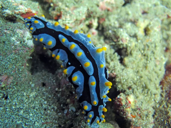 Récif corallien prospère vivant avec la vie marine et des bancs de poissons , — Photo