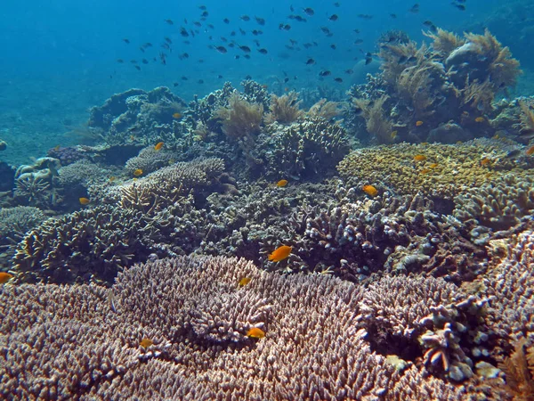 성숙한 산호초 해양 생물과 물고기의 떼와 함께 살아, — 스톡 사진