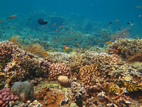 Thriving  coral reef alive with marine life and shoals of fish, — Stock Photo, Image