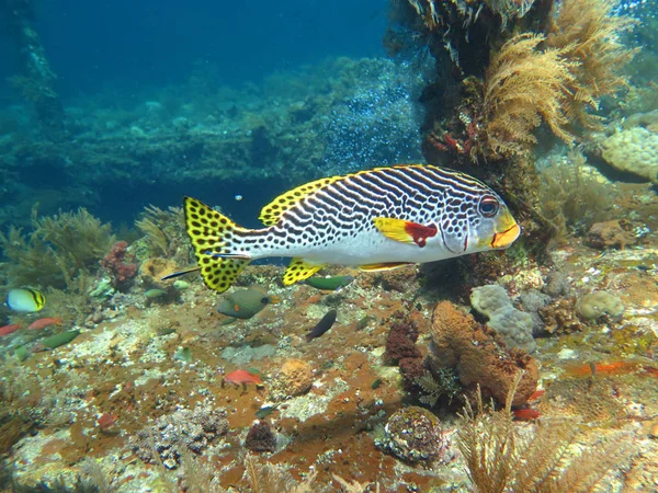 Él a tengeri élet és a halrajok virágzó korall-zátony, — Stock Fotó