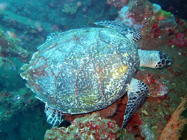 Hawksbill tortue de mer courant sur l'île de récif corallien, Bali . — Photo