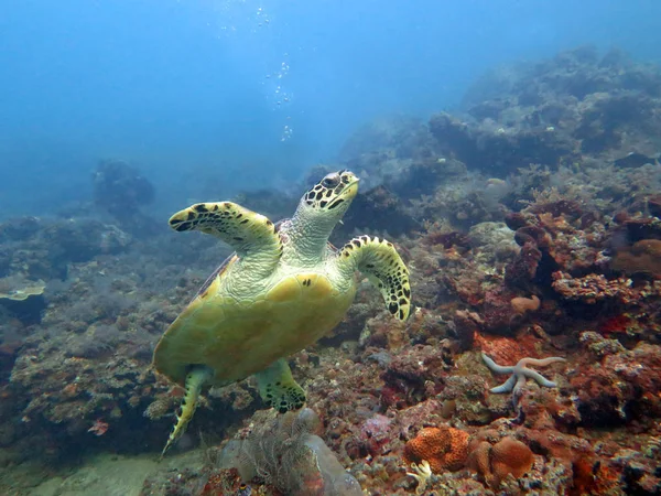 Hawksbill tartaruga marinha corrente na ilha recife de coral, Bali . — Fotografia de Stock