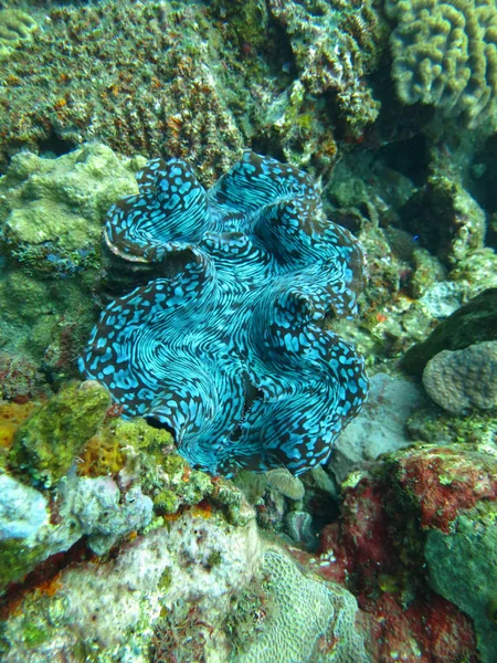 盛んなサンゴ礁海洋生物や魚の群れで生きています。, — ストック写真