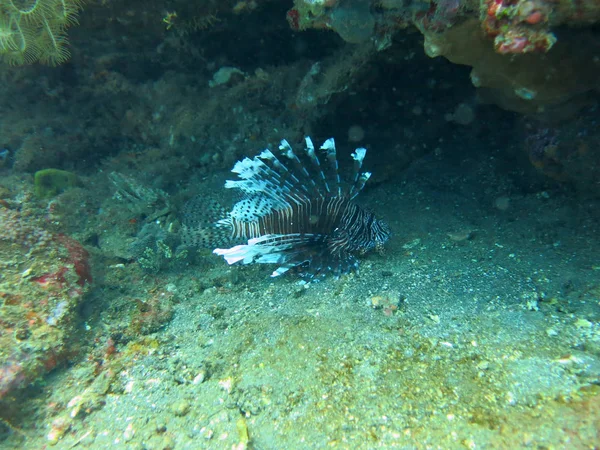 Lionfish (pterois) on coral reef Bali. — Stock Photo, Image