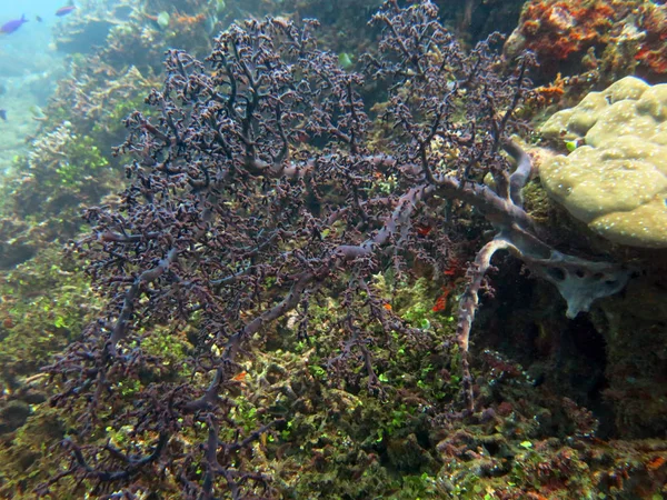 Arrecife de coral floreciente vivo con vida marina y bancos de peces , — Foto de Stock